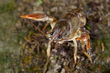 Crostacei